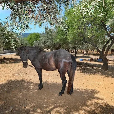 Giasemi Πανσιόν *
